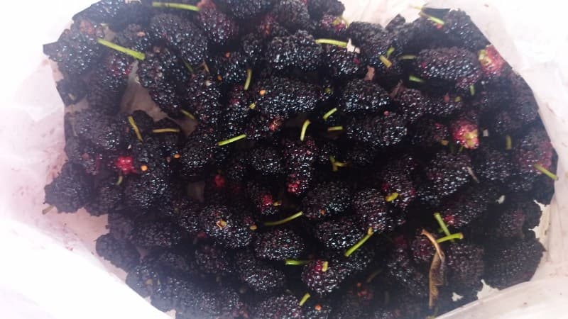 Mulberry